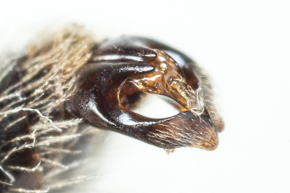 Andrena simontornyella Noskiewicz, 1939