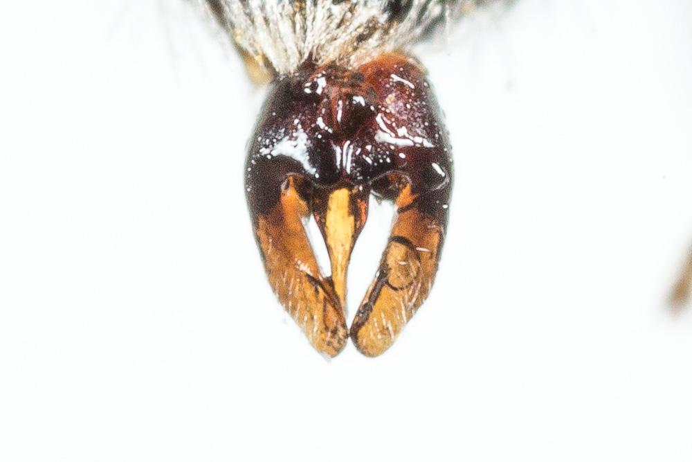  Andrena spreta Pérez, 1895
