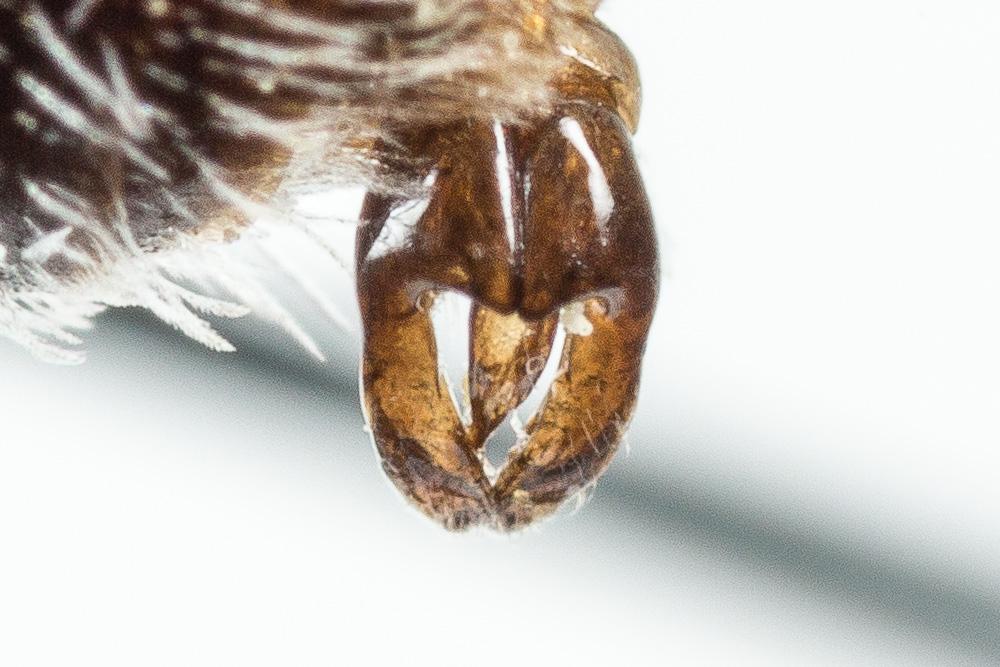 Andrena tenuistriata Pérez, 1895