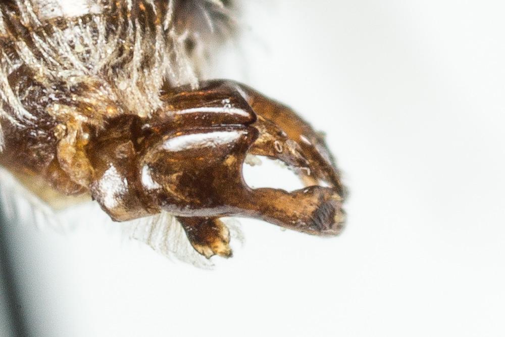  Andrena tenuistriata Pérez, 1895