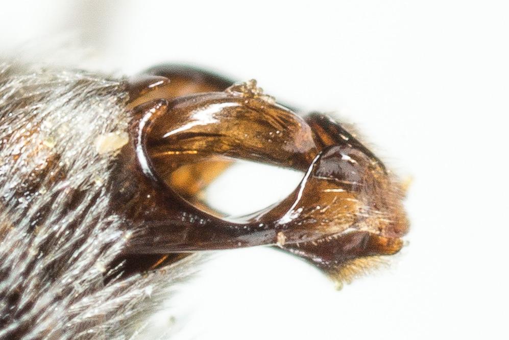 Andrena ventricosa Dours, 1873