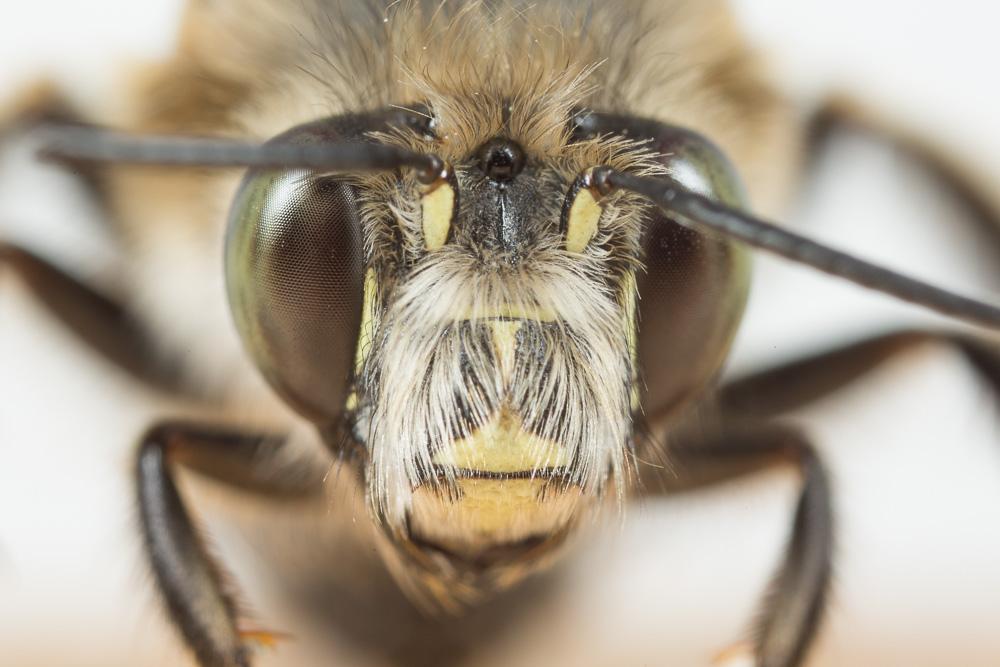 Petite anthophore biciliée Anthophora mucida Gribodo, 1873