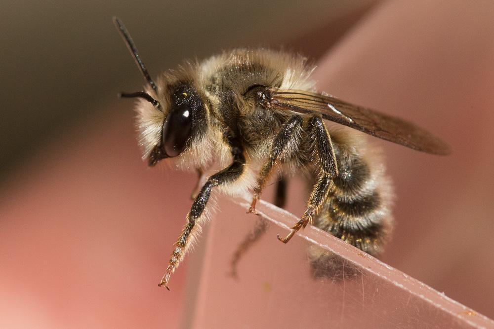  Megachile rufescens (Pérez, 1879)