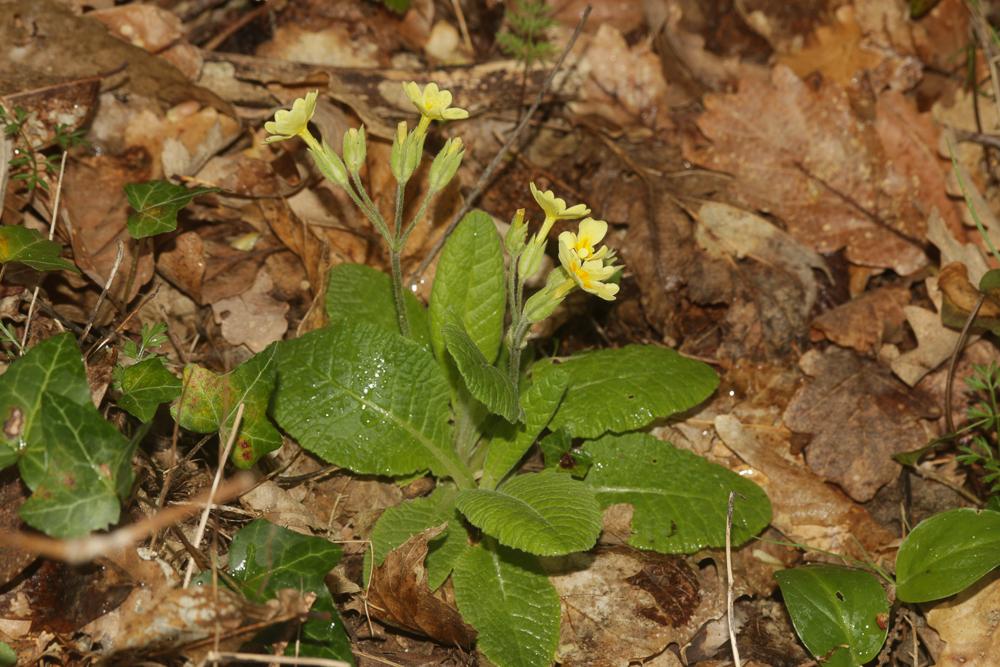 Primevère variable Primula x polyantha Mill., 1768