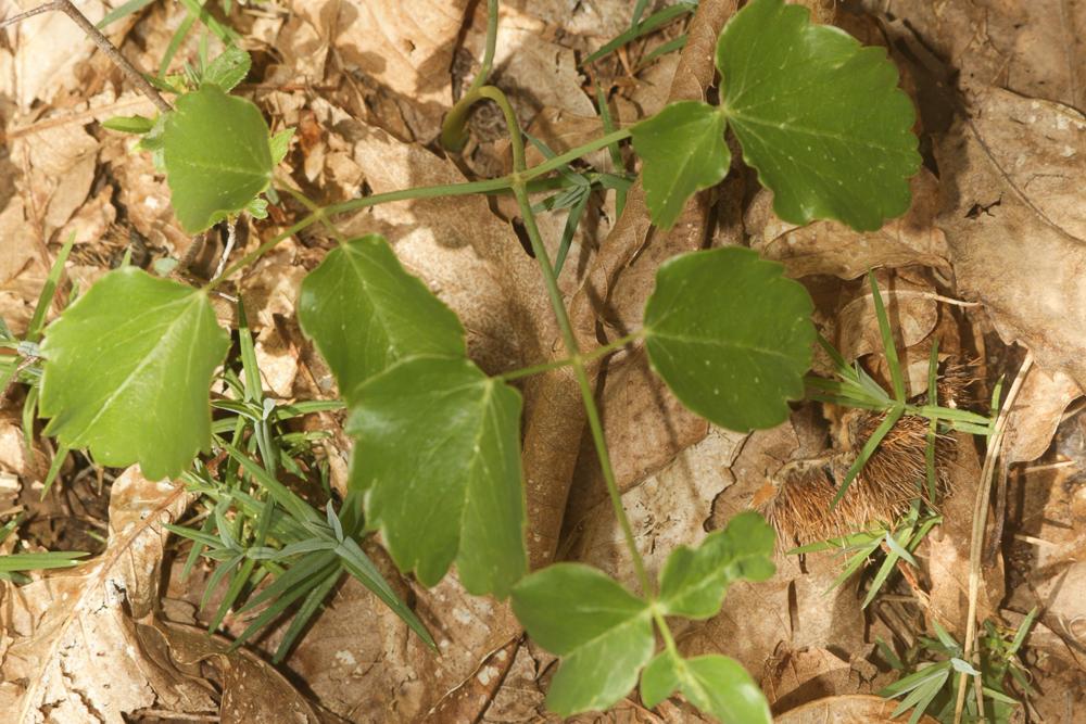 Laser à feuilles larges, Laser blanc Laserpitium latifolium L., 1753