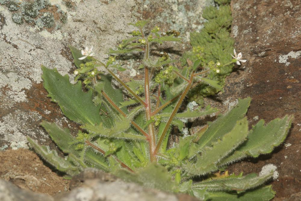 Saxifrage de L'Écluse Micranthes clusii (Gouan) B.Bock, 2012