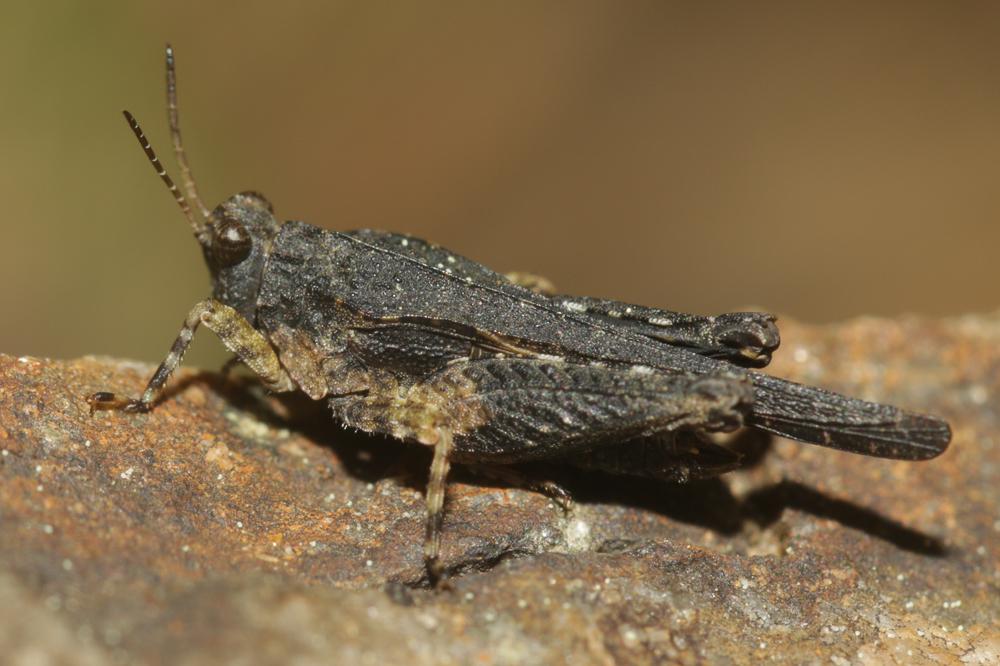 Tétrix des plages, Tétrix méridional Paratettix meridionalis (Rambur, 1838)