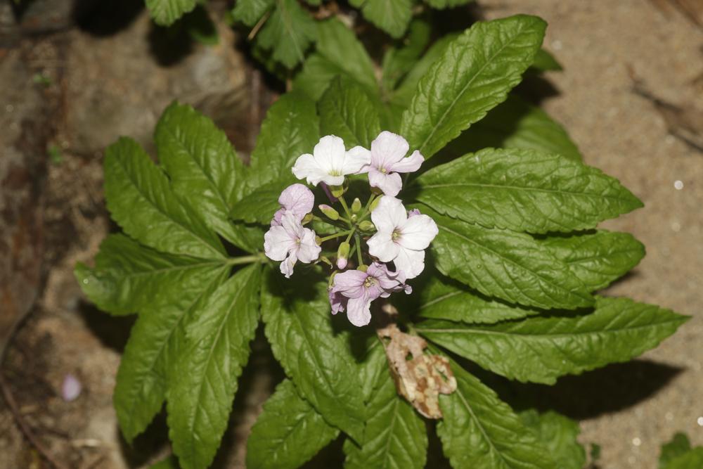 Dentaire pennée Cardamine heptaphylla (Vill.) O.E.Schulz, 1903