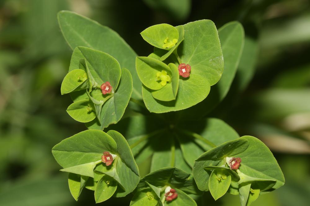 Euphorbe douce Euphorbia dulcis L., 1753