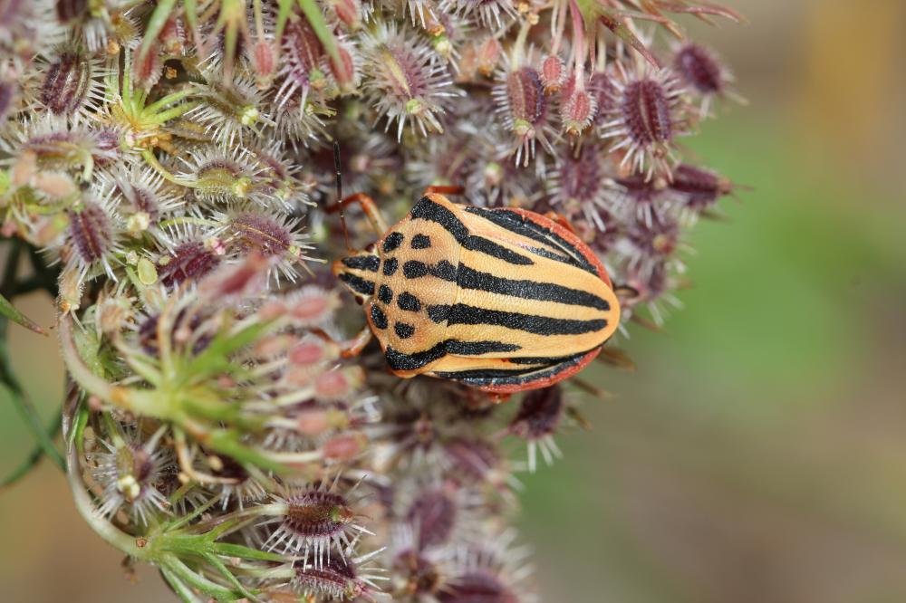 Graphosoma semipunctatum (Fabricius, 1775)