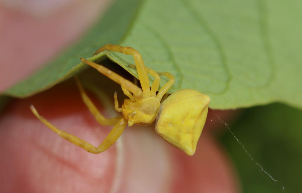 Thomise replet Thomisus onustus Walckenaer, 1805