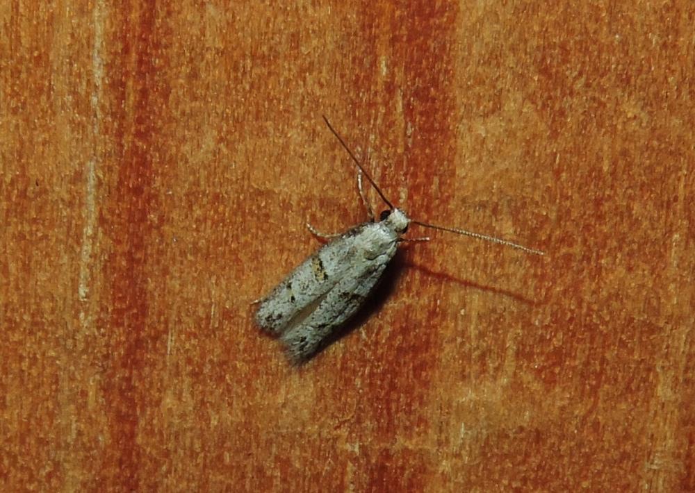 Symmocoides oxybiella (Millière, 1872)