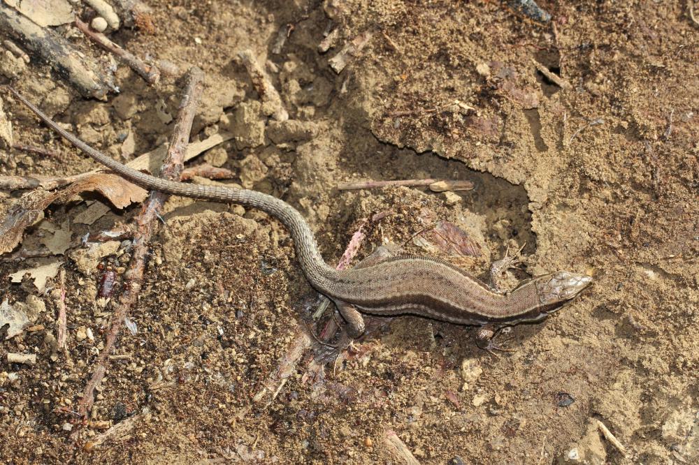 Lézard des murailles Podarcis muralis (Laurenti, 1768)