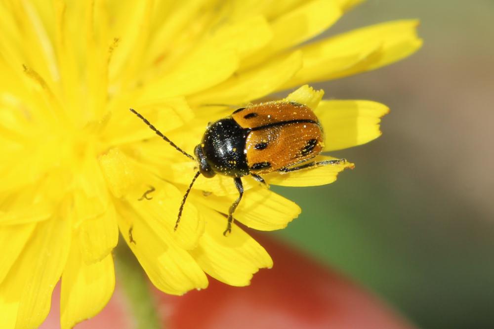Cryptocéphale à corselet rugueux Cryptocephalus rugicollis Olivier, 1791