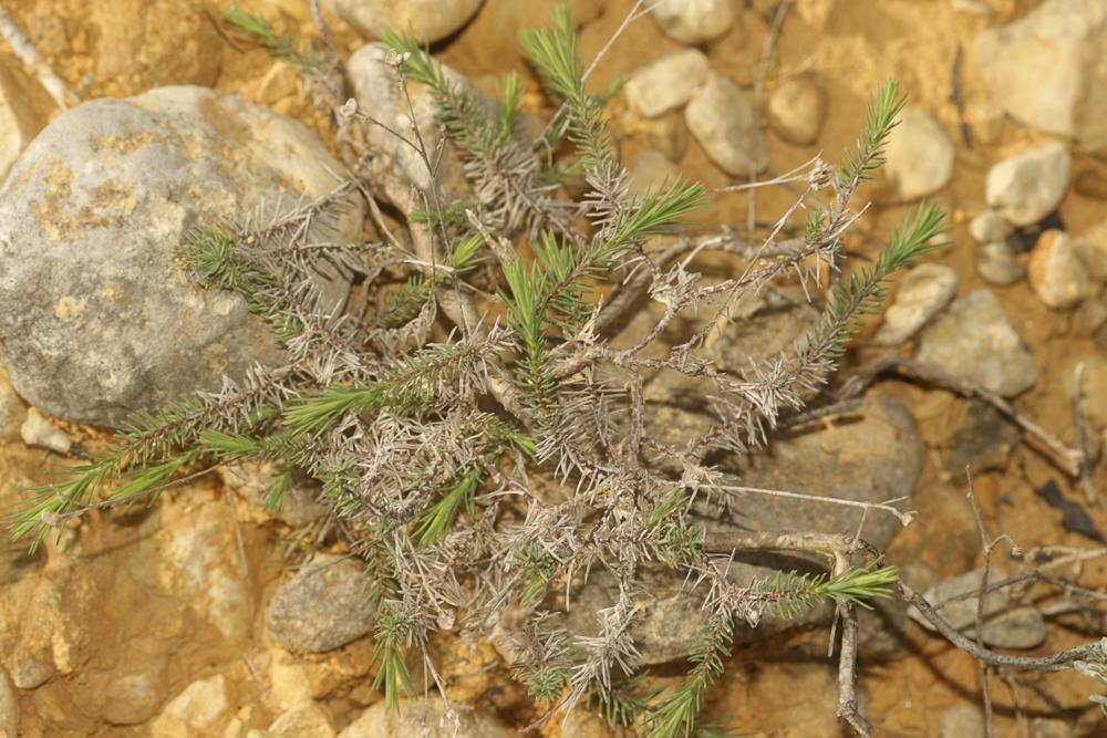 Lin souffré Linum suffruticosum L., 1753