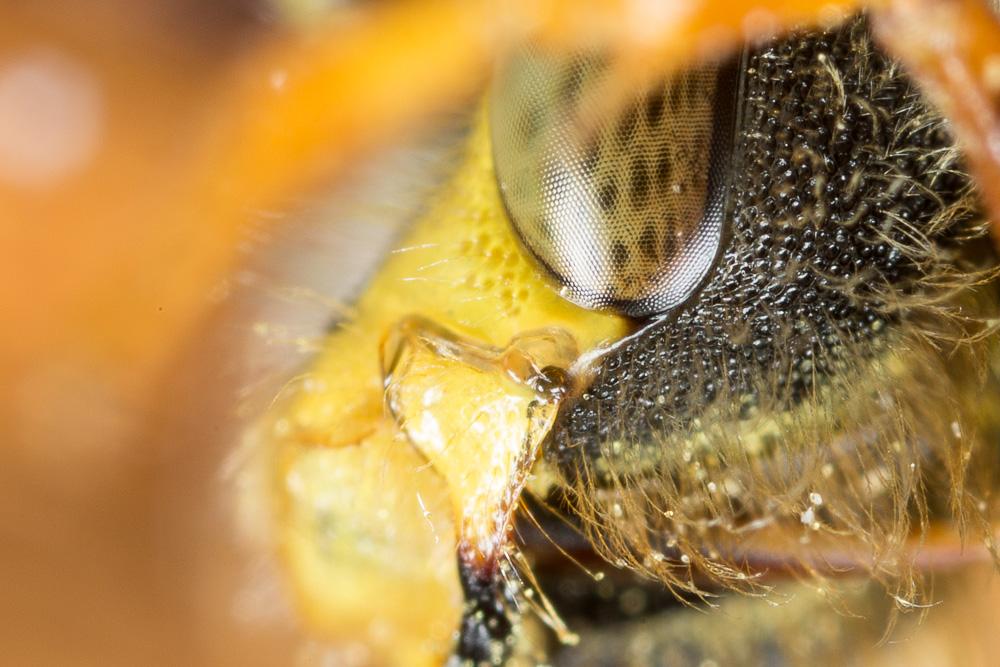 Nomada agrestis Fabricius, 1787