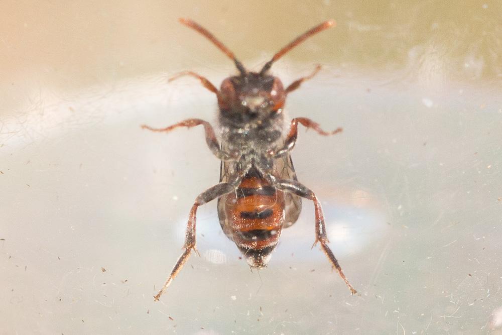 Nomada beaumonti Schwarz, 1967