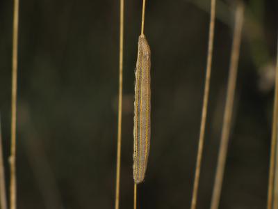 Clair-obscur (Le) Aedia leucomelas (Linnaeus, 1758)