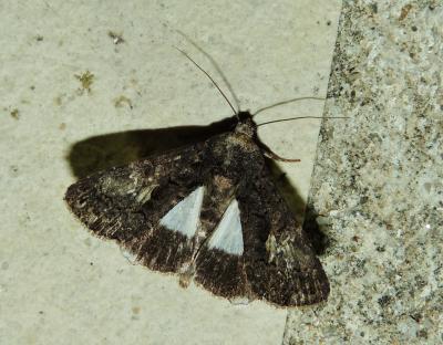 Clair-obscur (Le) Aedia leucomelas (Linnaeus, 1758)