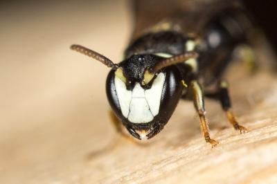  Hylaeus intermedius Förster, 1871