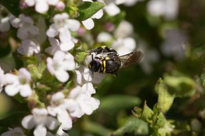  Hylaeus pictus (Smith, 1853)