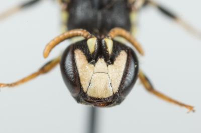  Hylaeus intermedius Förster, 1871