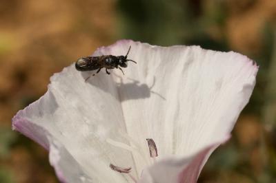  Hylaeus intermedius Förster, 1871
