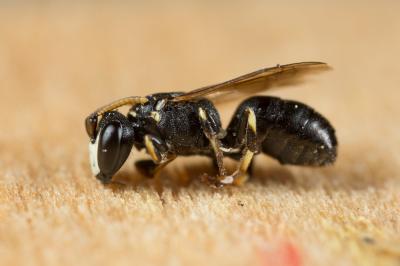  Hylaeus kahri Förster, 1871