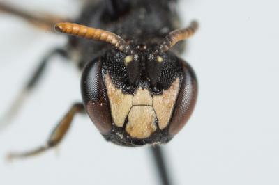  Hylaeus gredleri Förster, 1871