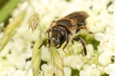  Andrena colletiformis Morawitz, 1874