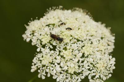  Hylaeus variegatus (Fabricius, 1798)