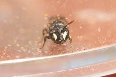  Hylaeus imparilis Förster, 1871