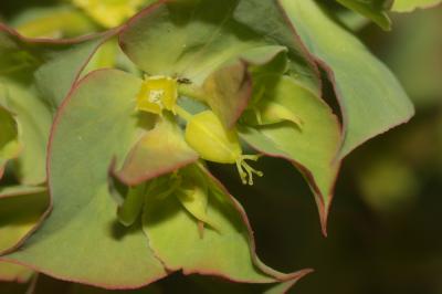 Euphorbe en faux, Euphorbe à cornes en faucille Euphorbia falcata L., 1753