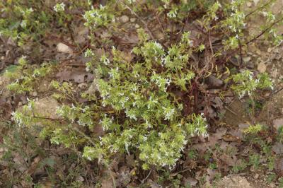 Épiaire annuelle Stachys annua (L.) L., 1763