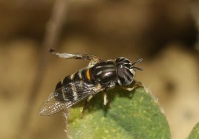  Paragus quadrifasciatus Meigen, 1822
