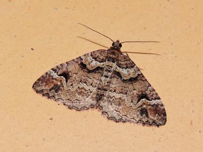 Mélanthie précoce Catarhoe basochesiata (Duponchel, 1831)