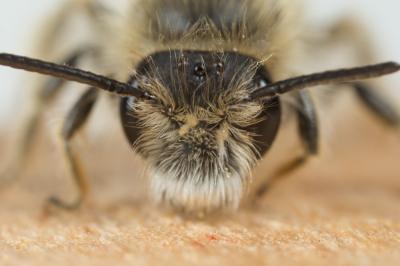  Andrena Fabricius, 1775