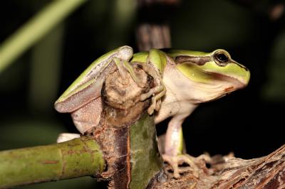 Rainette méridionale Hyla meridionalis Boettger, 1874