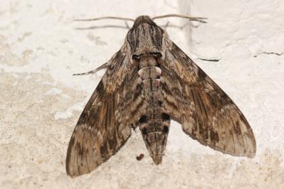 Sphinx du Liseron (Le) Agrius convolvuli (Linnaeus, 1758)
