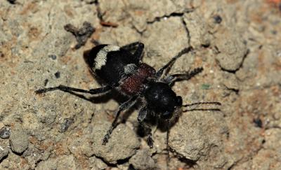 Clairon mutile Clerus mutillarius Fabricius, 1775