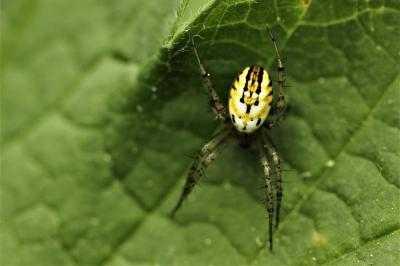 Mangore petite-bouteille Mangora acalypha (Walckenaer, 1802)