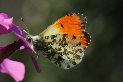 Aurore (L') Anthocharis cardamines (Linnaeus, 1758)