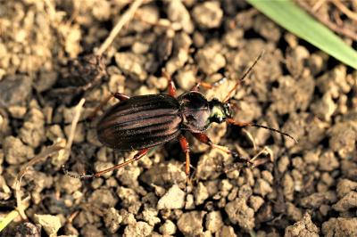 Carabe doré (Le), Jardinière Carabus auratus Linnaeus, 1760