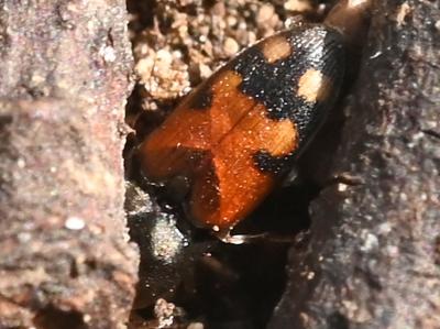 Taupin noir à taches rouges Drasterius bimaculatus (Rossi, 1790)