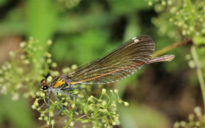 Caloptéryx vierge Calopteryx virgo (Linnaeus, 1758)
