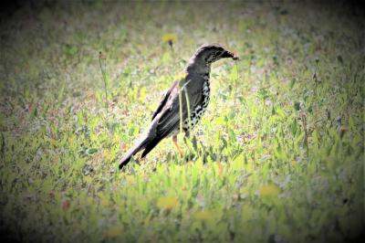 Grive draine Turdus viscivorus Linnaeus, 1758