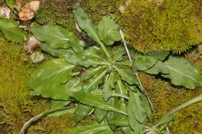 Campanule raiponce Campanula rapunculus L., 1753