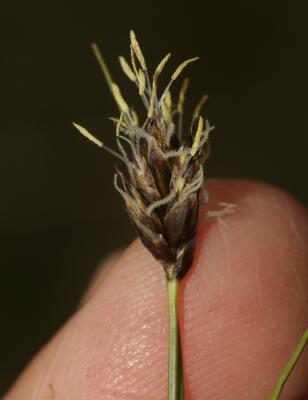 Laîche divisée Carex divisa Huds., 1762