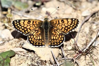 Mélitée du Plantain (La), Déesse à ceinturons (La) Melitaea cinxia (Linnaeus, 1758)