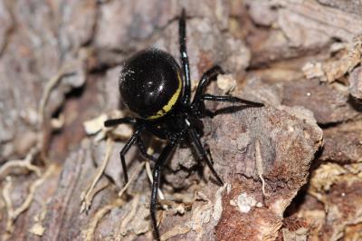 Stéatode toxique Steatoda paykulliana (Walckenaer, 1806)